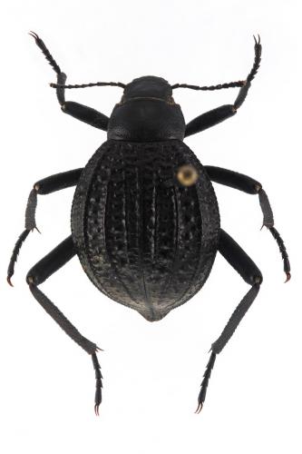 Adesmia dilatata